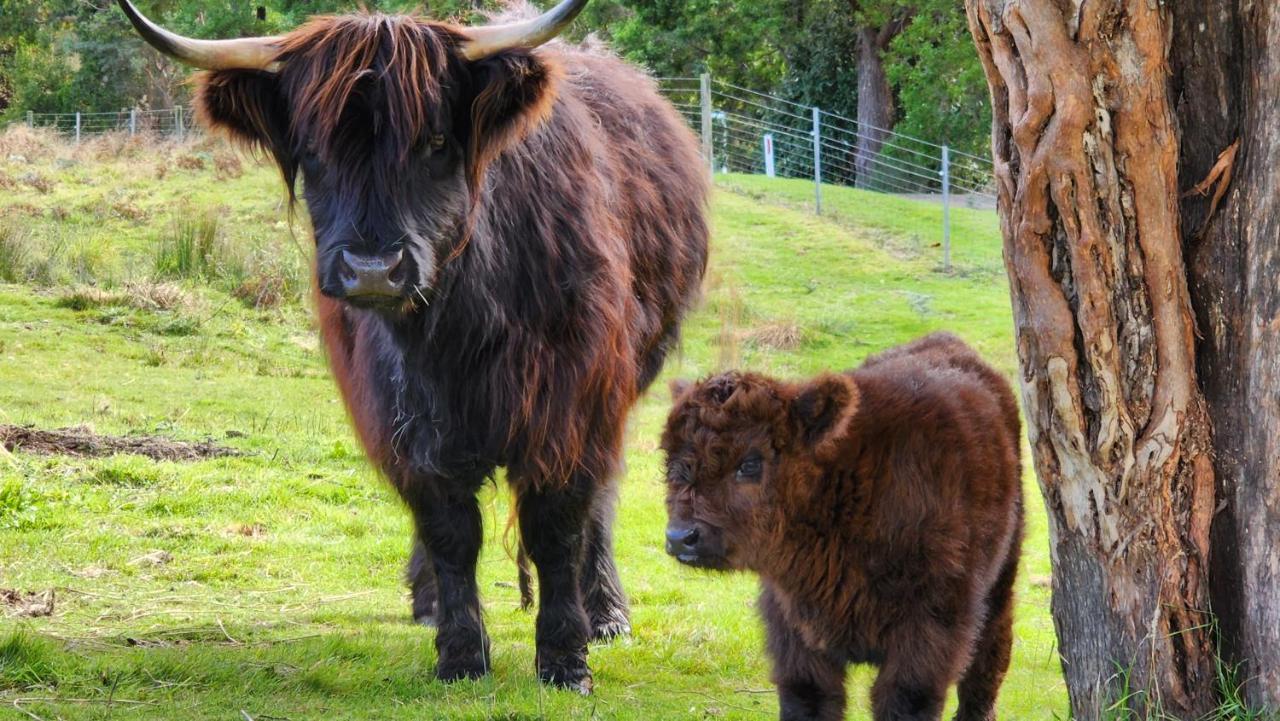 Ruby'S Cottage Farm Stay พอร์ตอาร์เธอร์ ภายนอก รูปภาพ