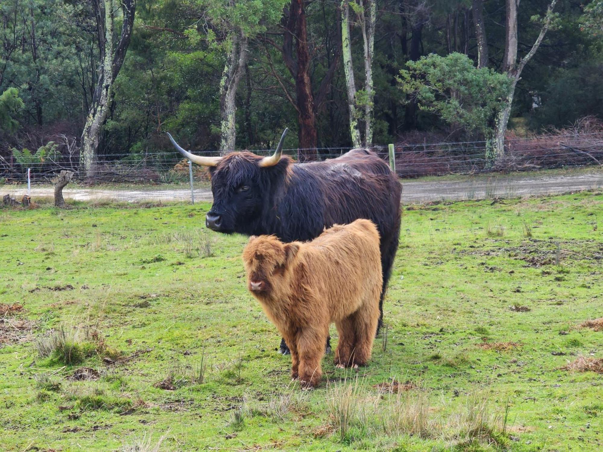 Ruby'S Cottage Farm Stay พอร์ตอาร์เธอร์ ภายนอก รูปภาพ