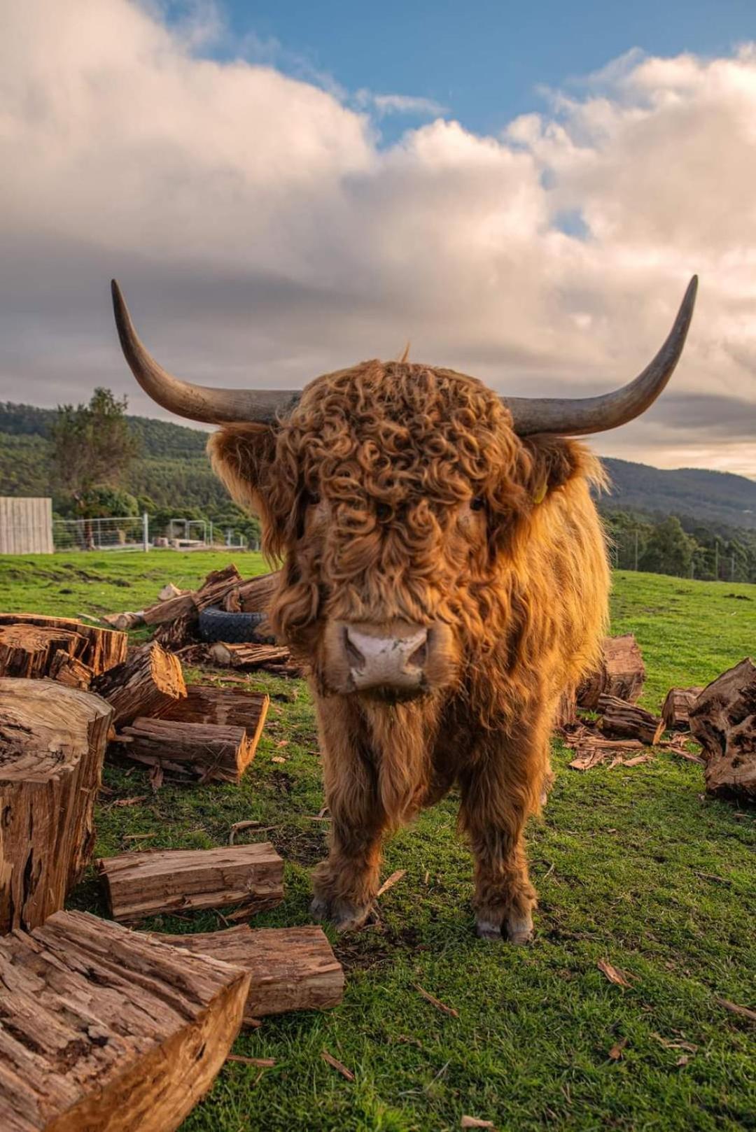 Ruby'S Cottage Farm Stay พอร์ตอาร์เธอร์ ภายนอก รูปภาพ