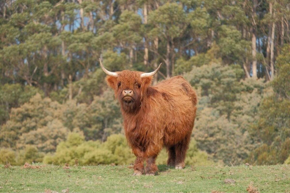 Ruby'S Cottage Farm Stay พอร์ตอาร์เธอร์ ภายนอก รูปภาพ